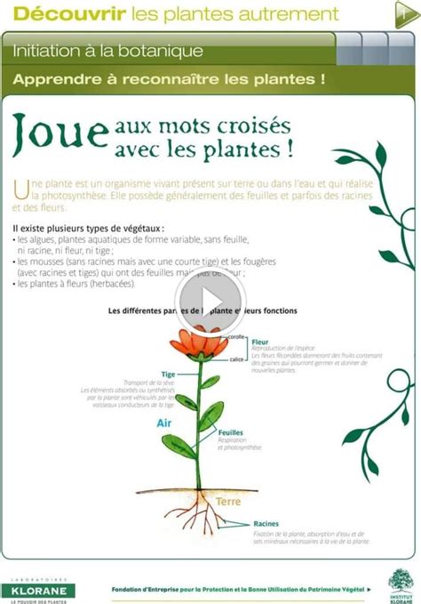 plante à huile mots fléchés